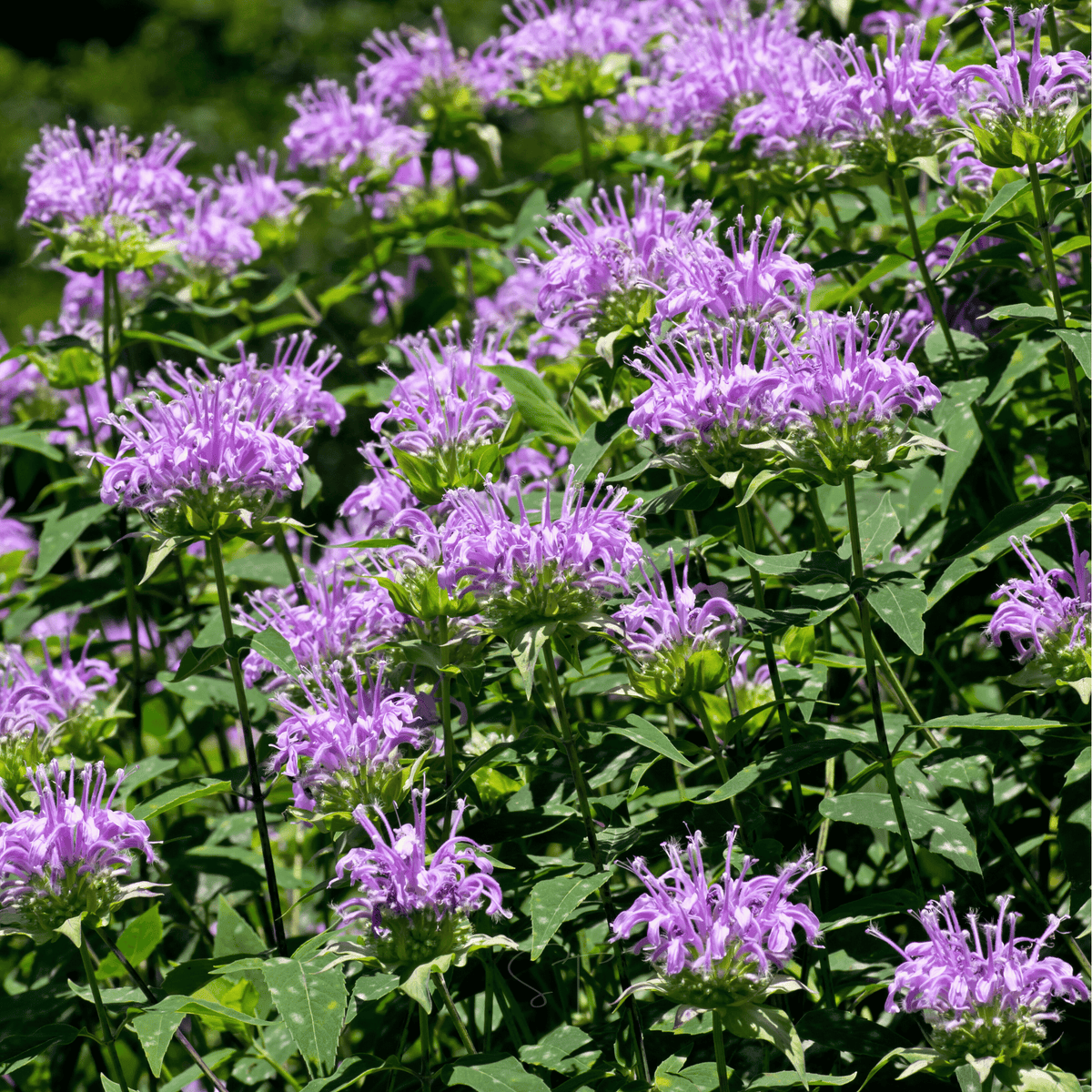 Wild Bergamot Bee Balm (Mintleaf) – 100 Seeds