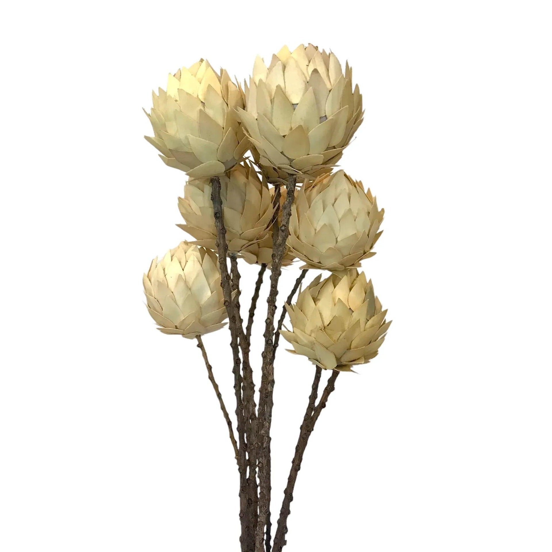 9 Pc. Palm Artichoke on Natural Stem Drop-in Bouquet - Gifts for You 'n Me