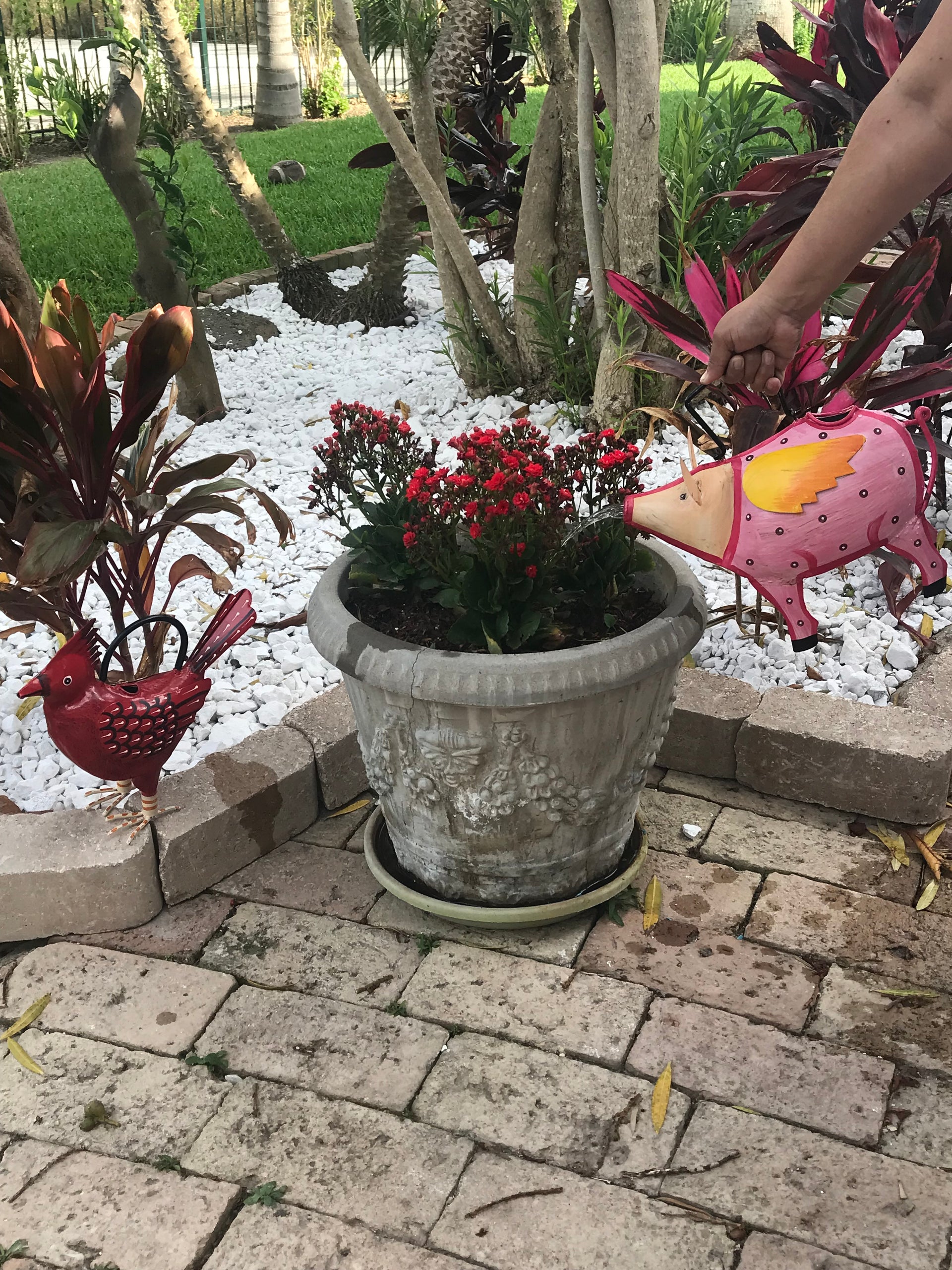 Cathy The Cardinal Plant Pals Water Can