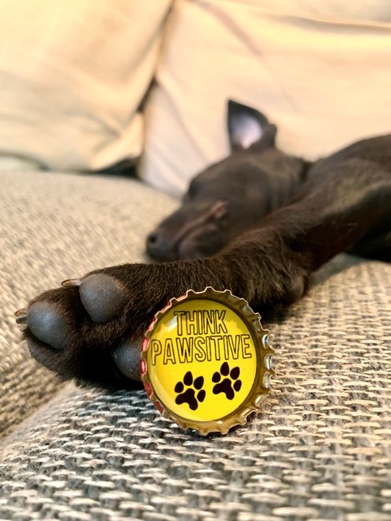 Dog Lover Magnets - Set of 6