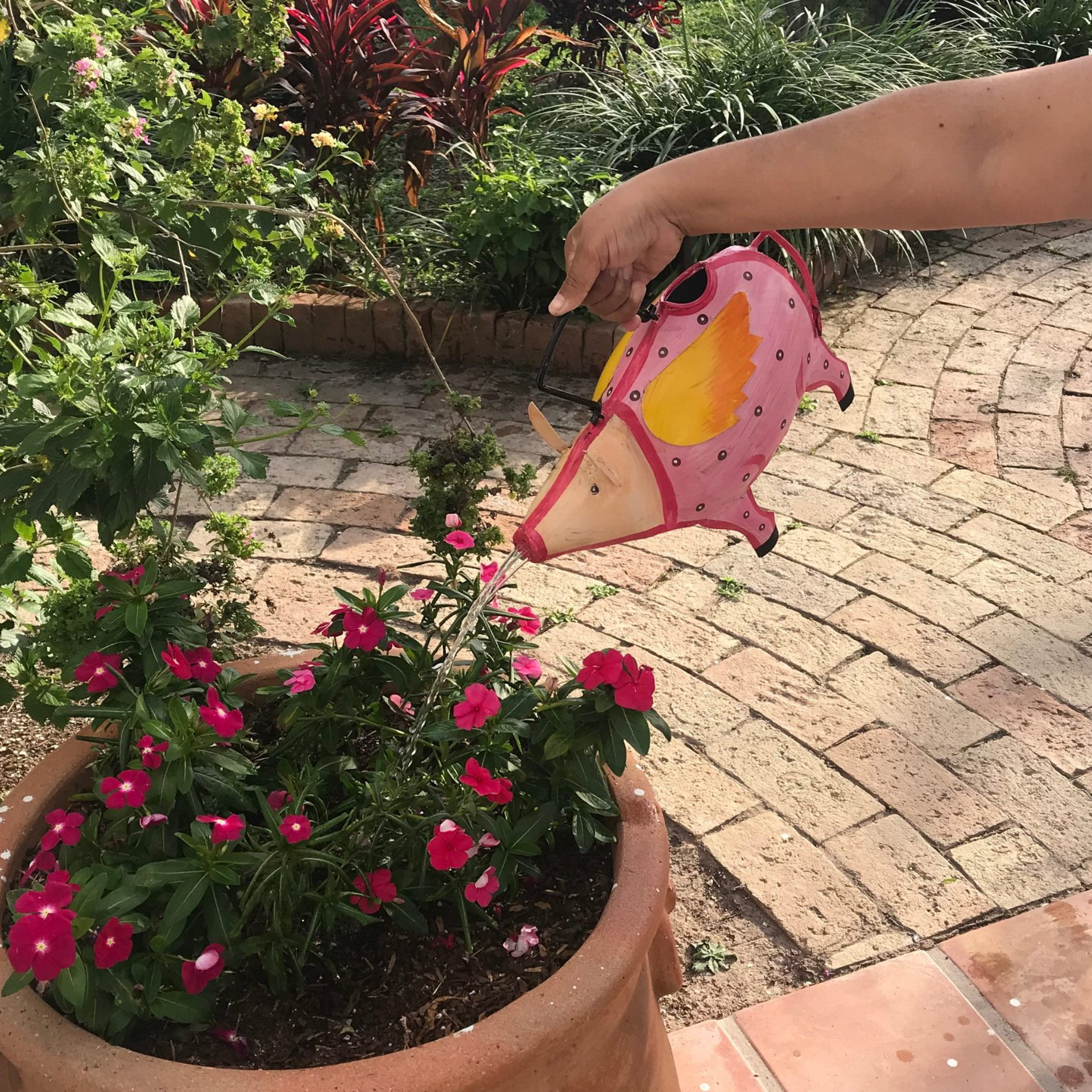 Florida Flying Pig Plant Pals Water Can