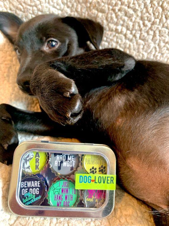 Dog Lover Magnets - Set of 6 - Gifts for You 'n Me
